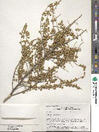 Baccharis pteronioides image