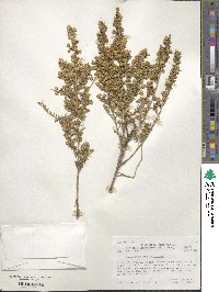 Baccharis pteronioides image