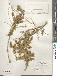 Baccharis pteronioides image