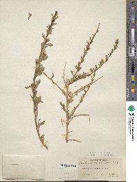 Baccharis pteronioides image