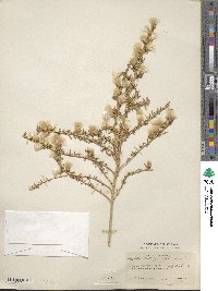 Baccharis pteronioides image