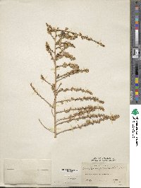 Baccharis pteronioides image