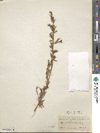 Baccharis pteronioides image