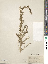 Baccharis pteronioides image