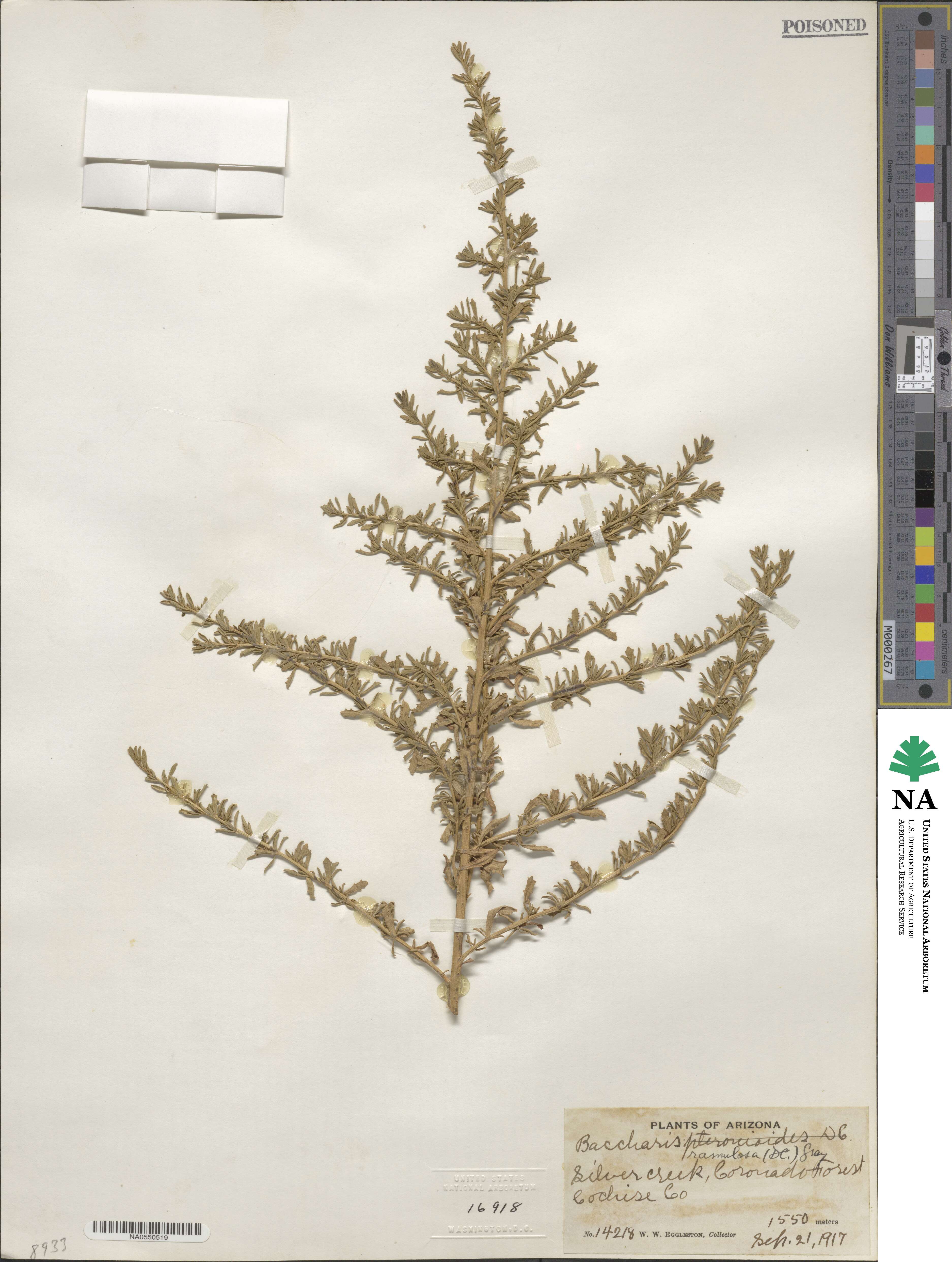 Baccharis pteronioides image