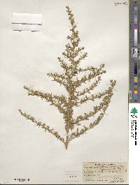 Baccharis pteronioides image