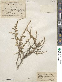 Baccharis pteronioides image