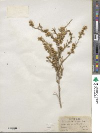 Baccharis pteronioides image