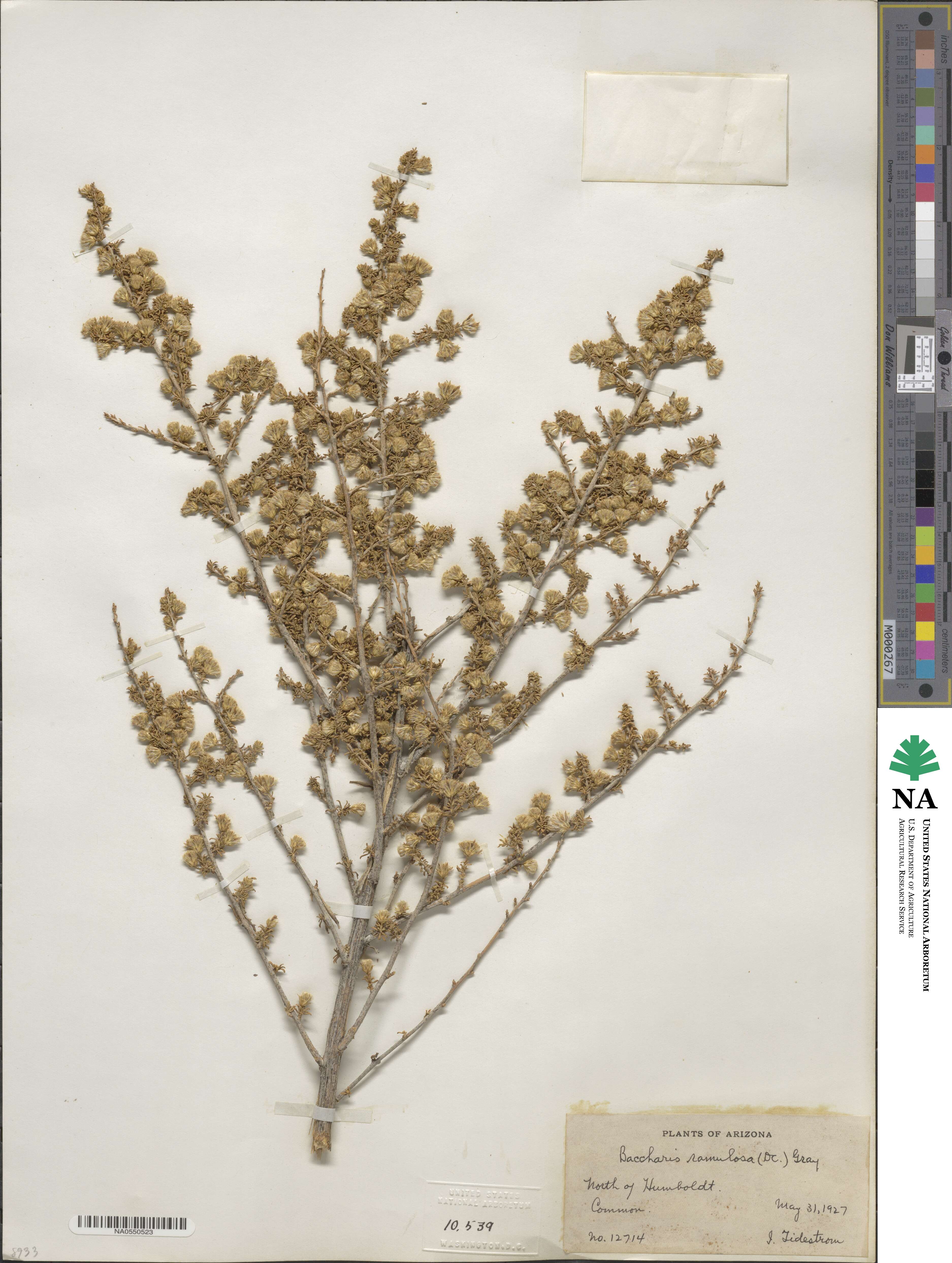Baccharis pteronioides image
