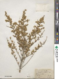 Baccharis pteronioides image