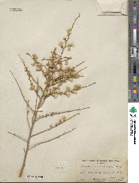 Baccharis pteronioides image