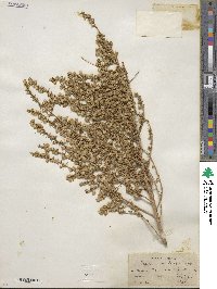 Baccharis pteronioides image