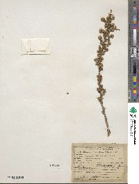 Baccharis pteronioides image