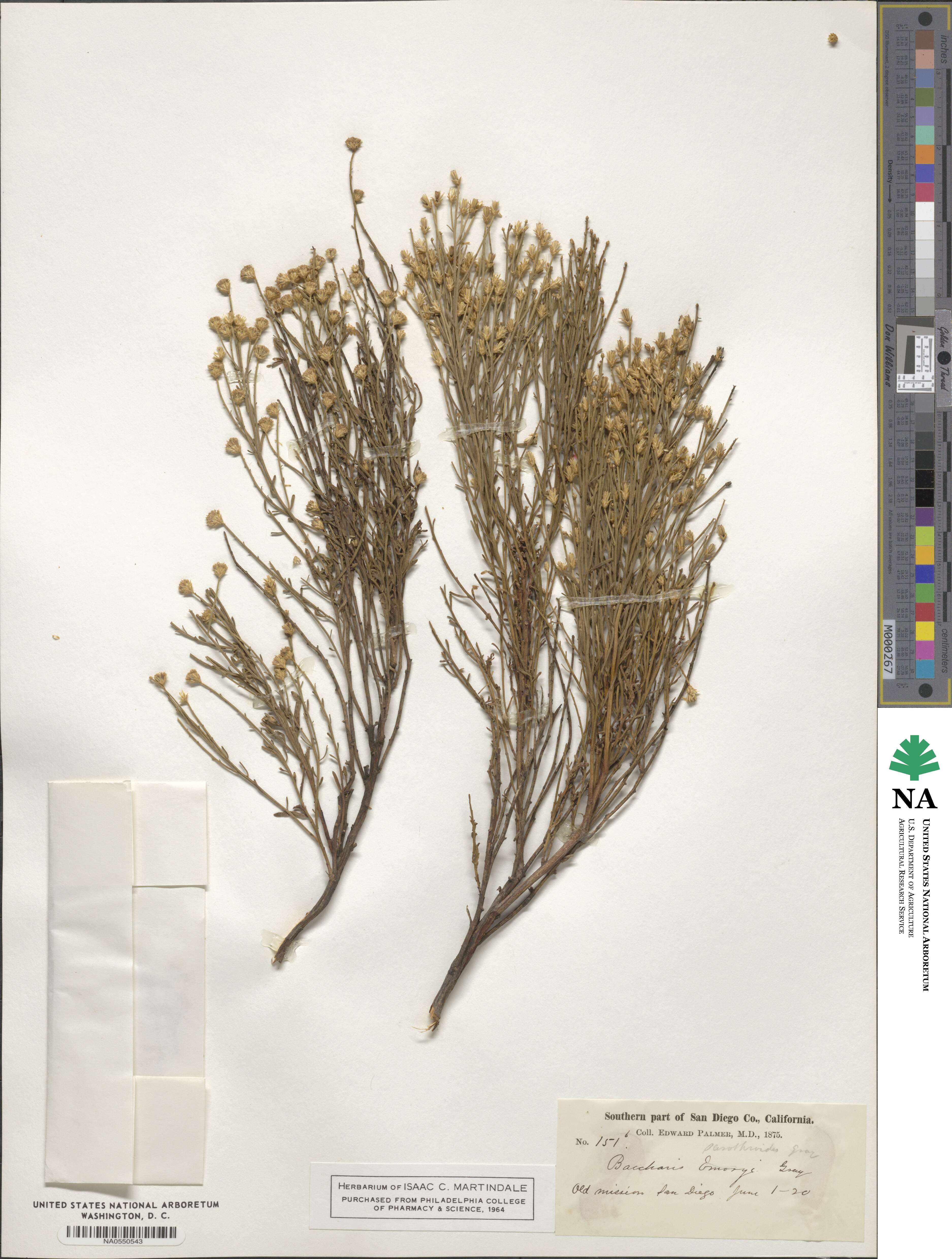 Baccharis sarothroides image