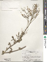 Baccharis sergiloides image