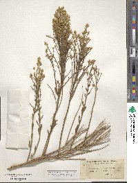 Baccharis sergiloides image