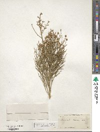 Baccharis sergiloides image