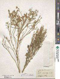 Baccharis sergiloides image