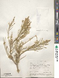 Baccharis sergiloides image