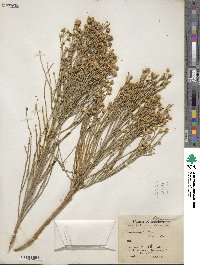 Baccharis sergiloides image