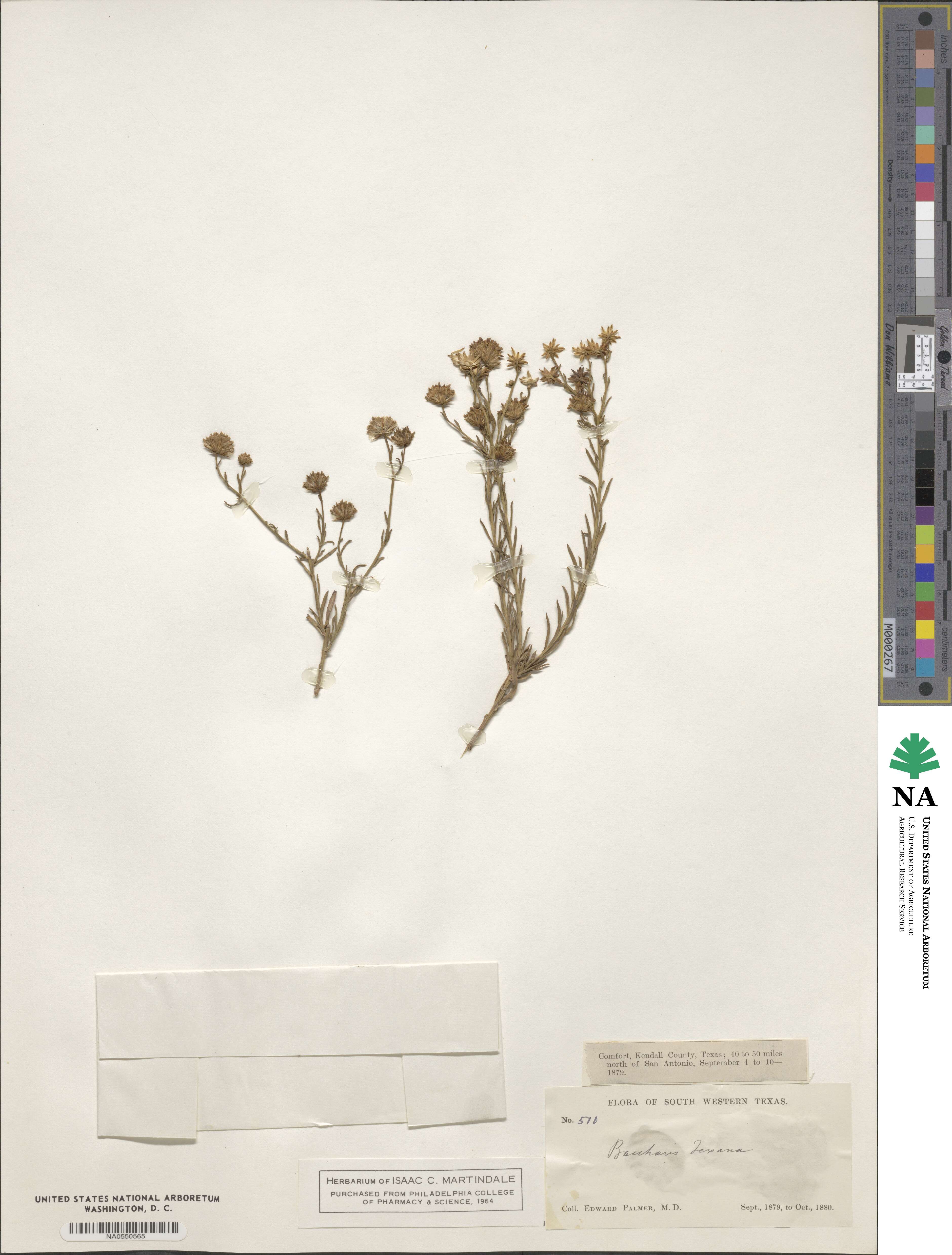 Baccharis texana image