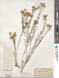 Baccharis texana image