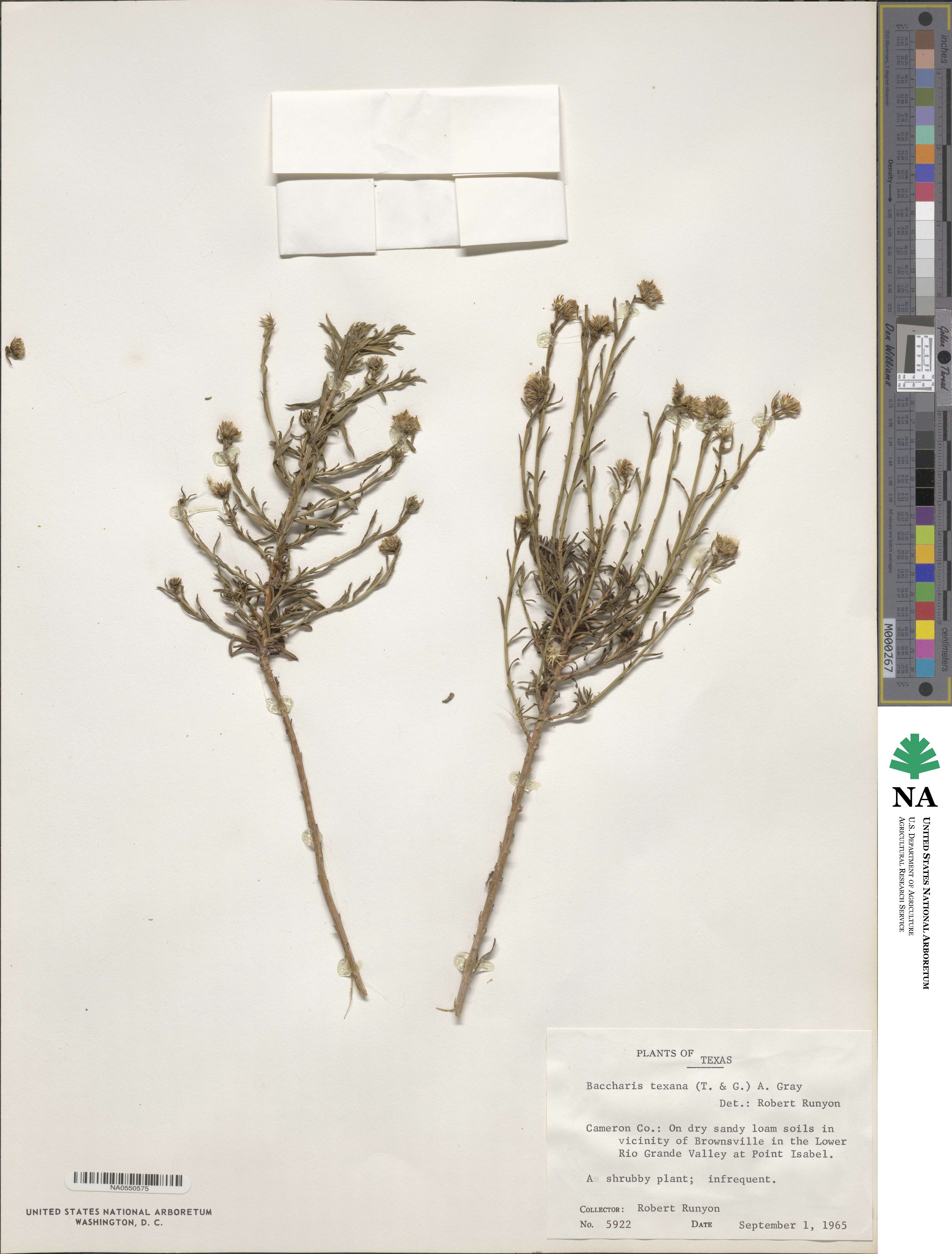 Baccharis texana image
