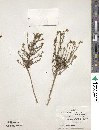 Baccharis texana image