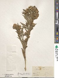 Baccharis salicifolia subsp. salicifolia image