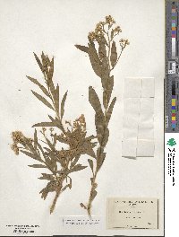 Baccharis salicifolia subsp. salicifolia image