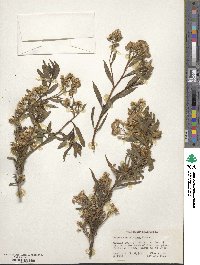 Baccharis salicifolia subsp. salicifolia image