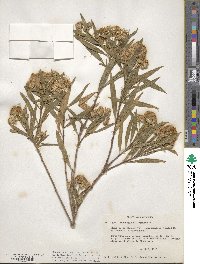 Baccharis salicifolia subsp. salicifolia image