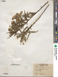 Baccharis salicifolia subsp. salicifolia image