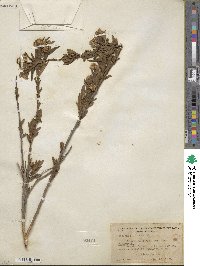 Baccharis salicifolia subsp. salicifolia image