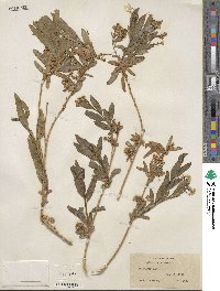 Baccharis salicifolia subsp. salicifolia image