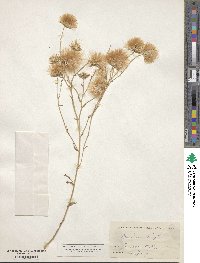 Baccharis wrightii image