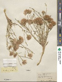 Baccharis wrightii image