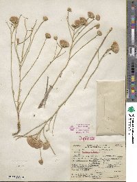 Baccharis wrightii image