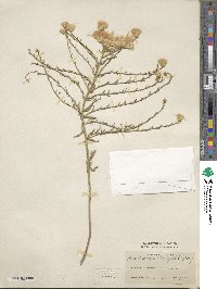 Baccharis wrightii image