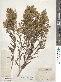 Baccharis angustifolia image