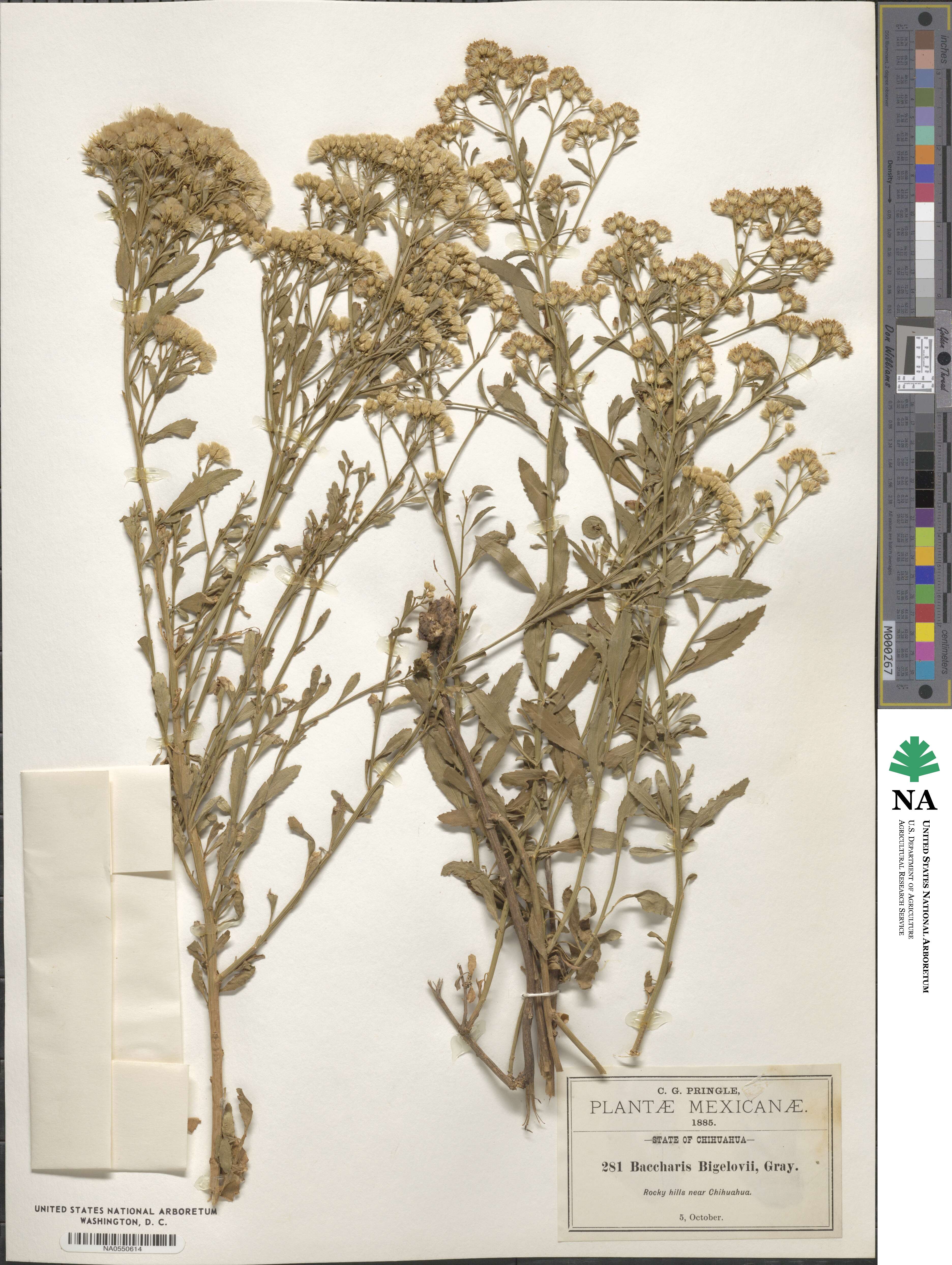Baccharis bigelovii image