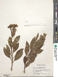 Baccharis pedunculata image