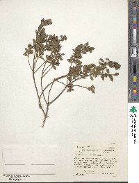 Baccharis conferta image