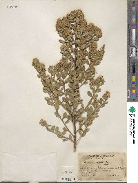 Baccharis conferta image