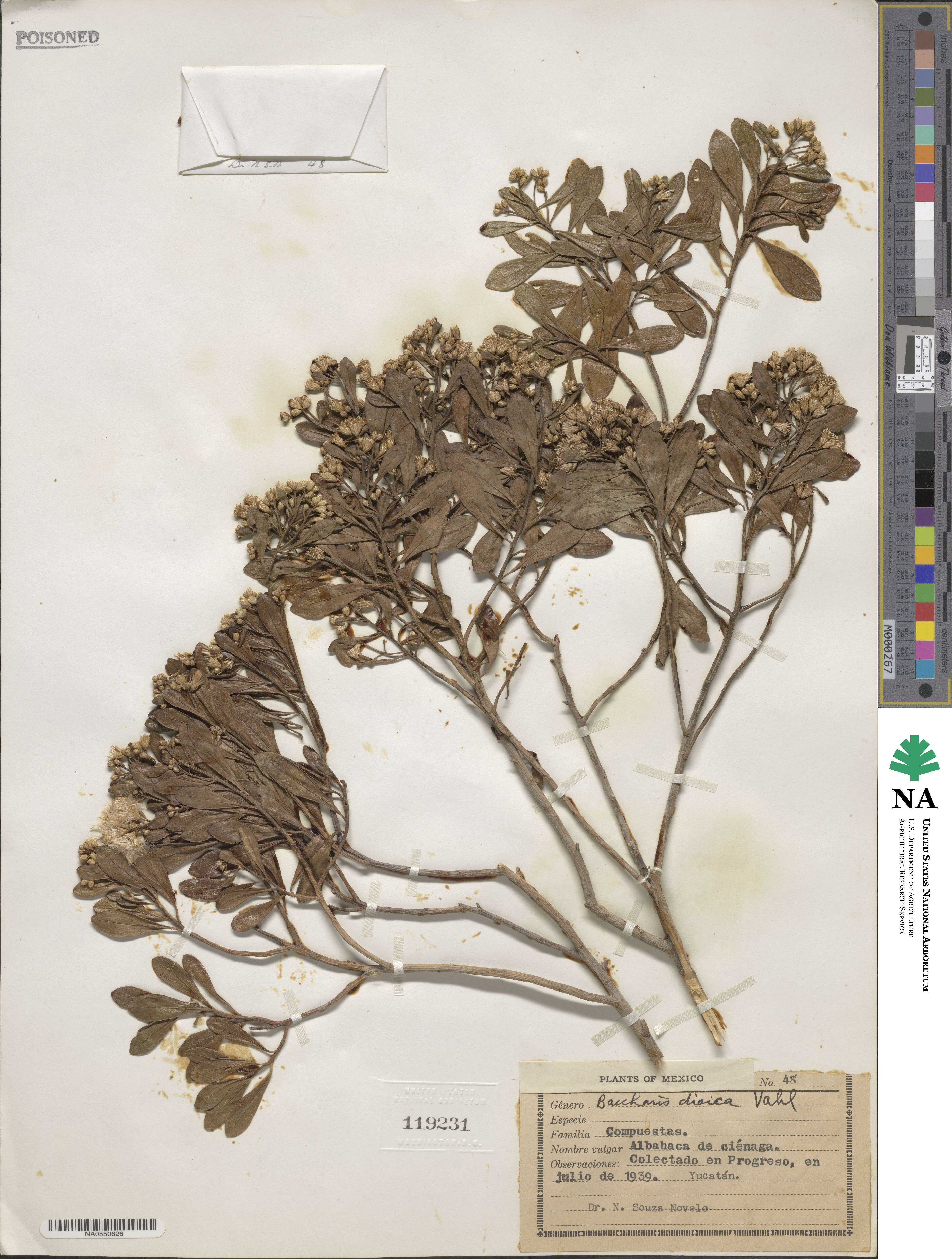 Baccharis dioica image