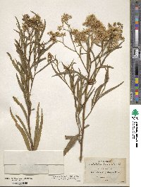 Baccharis glutinosa image