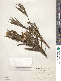 Baccharis glutinosa image