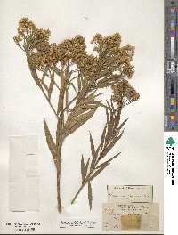 Baccharis glutinosa image