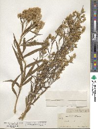 Baccharis glutinosa image