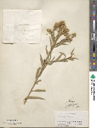 Baccharis glutinosa image